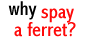 why spay a ferret?