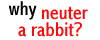 why neuter a rabbit?